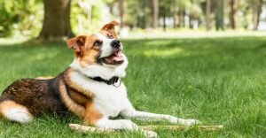 A adorable dog sitting on the grass outdoor, barking