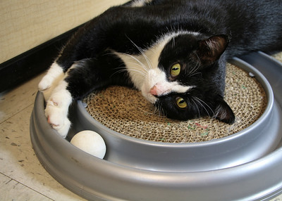 A black and white cat is playing lying on a toy, playing with a white ball