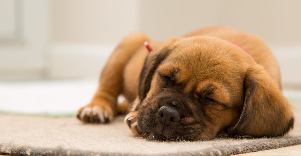 A brown dog sleeping on the rug