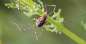 A brown spider on a plant limb