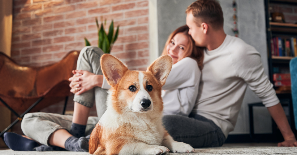 A corgi dog looking away from a cuddling couple