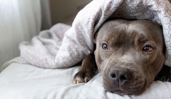 A dog hiding under a blanket