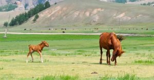 A foal walking behind his mother