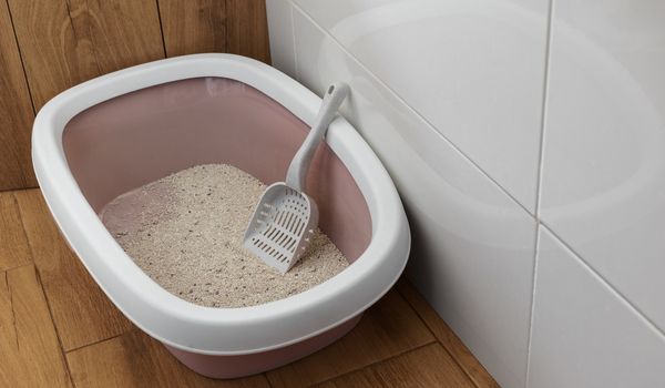 A plastic litter box containing sand.