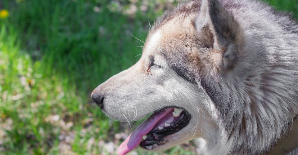An Alaskan malamute breathing fast with the tongue out