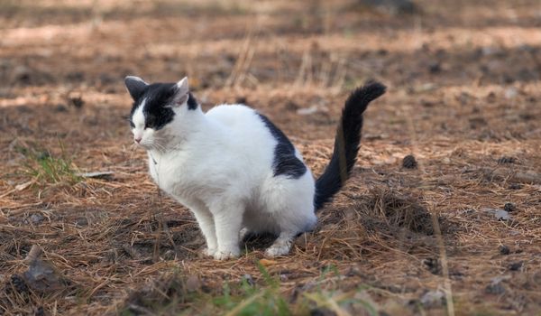 Black and white cat defecating outdoors