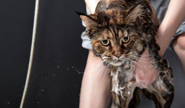 Cat Getting Washed to Remove the Shampoo from Its Fur