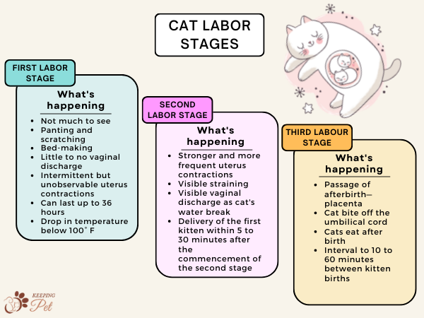 Infographic Showing Cat Labor Stages