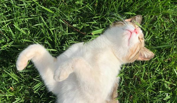 Cat Lying In a Belly-Up Position on the Green Grass