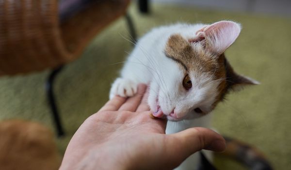 Cat eating treats from hand palm