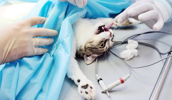 Cat on a Surgery Table Being Attended By Two Vets