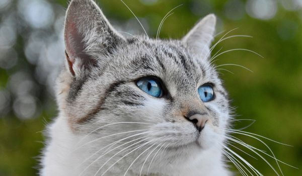 Close up of a Lynx Point Siamese Cat With Blue Eyes