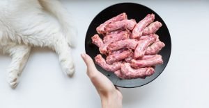 Close up of a plate of raw chicken necks with a cat lying in the background