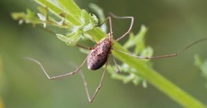 Close-up of spider on a plant