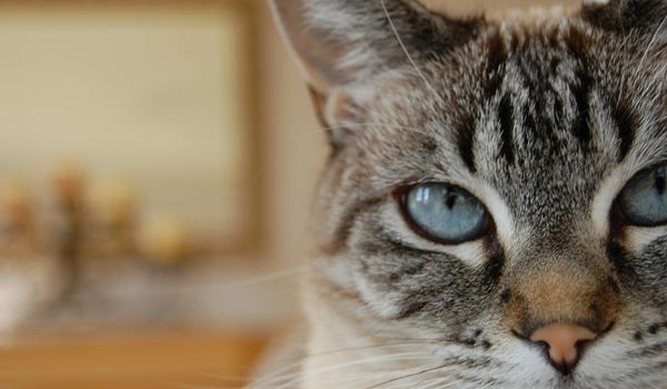 Closeup of a cute domestic cat with sky blue eyes