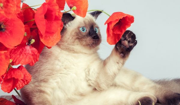 Cute Seal Point Siamese cat playing with poppies
