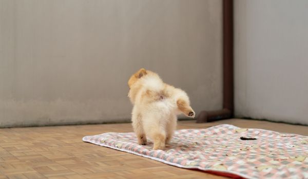 Cute small pomeranian dog raise a paw peeing in leak-proof pads for pets dog