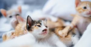 Group of kittens looking at mother cat with innocence