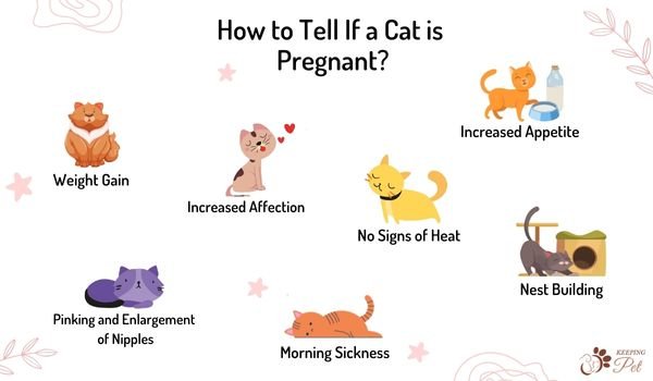 How Can I Tell If My Cat Is Pregnant