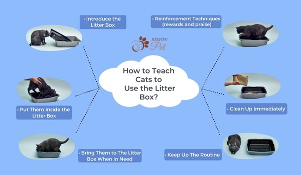 Infographic How to Teach Cats to Use the Litter Box