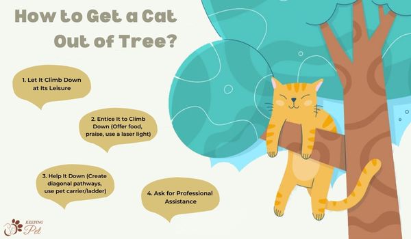 Infographic How to get a cat out of a tree