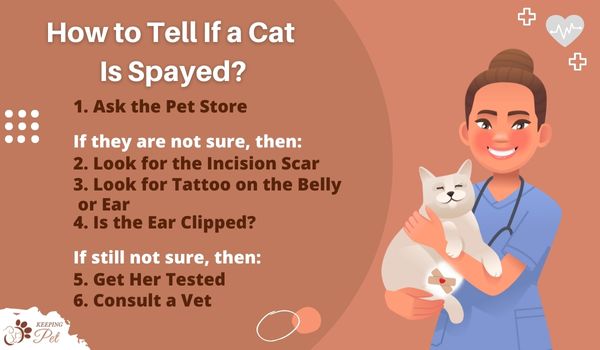 Infographic listing ways to tell if your cat is spayed or neutered