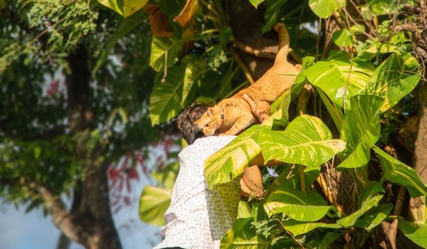 Man Standing on a Ladder, Rescues an Orange Tabby Cat from a Massive, Leafy Tree