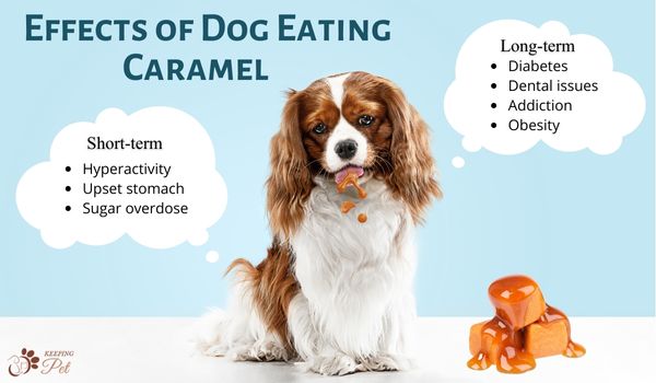 Short-term and long-term effects of dogs eating caramel