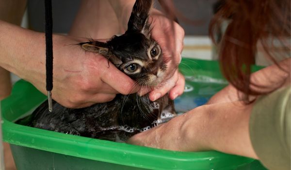 Small Soaked Cat Sits in a Green Tub Filled With Water, One person Holds While a Woman Washes It