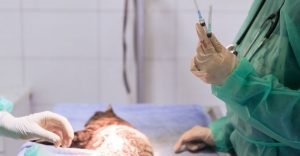 Surgeons performing sterilization on a cat