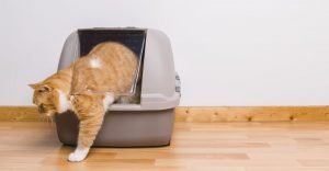 Tabby cat step outside a litter box after pooping or peeing