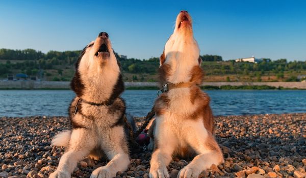 Two cute husky dogs howls raising its muzzle upwards on the banks of a river