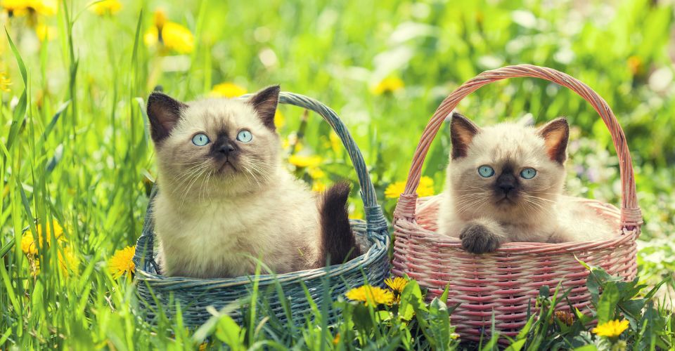 Two cute little Siamese kittens sitting in a basket in the garden