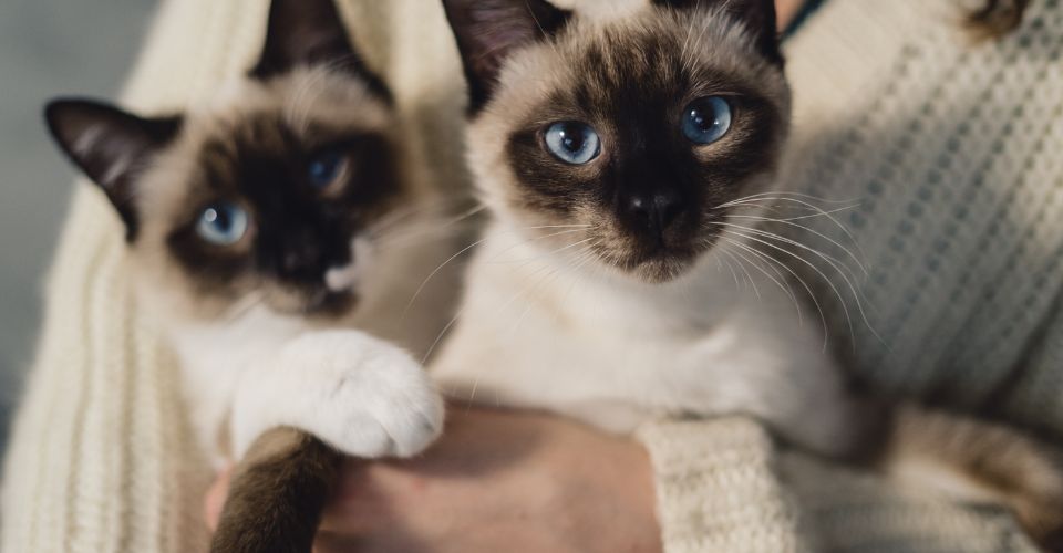 Two identical siamese cats held by a women
