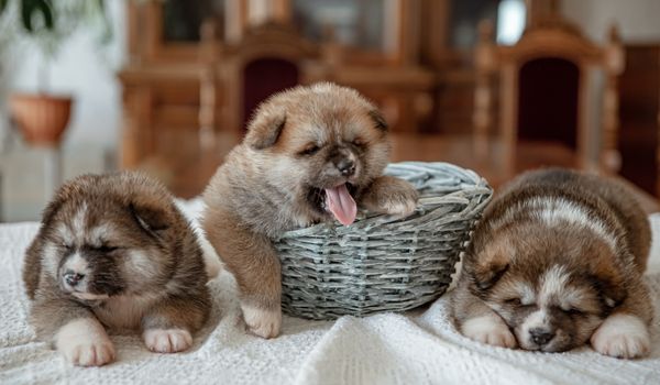 Two newborn puppies sleep near a basket on a blanket while one is getting down from the basket
