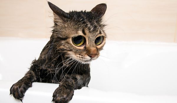 Wet Grey Cat Sitting in a White Bathtub