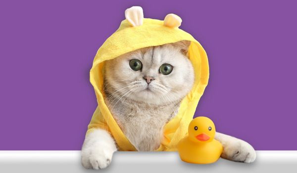White cat in a Bunny-ear Towel and a Rubber Duck in a Bathtub
