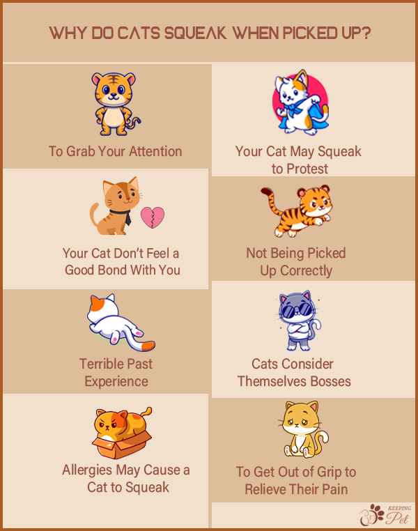 Infographic Showing Why Do Cats Squeak When Picked Up