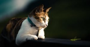 cat stalking a katydid sitting nearby