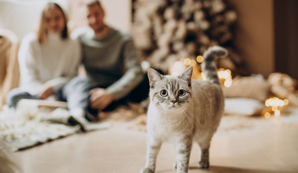 cat staring at camera with a couple sitting on floor in the background