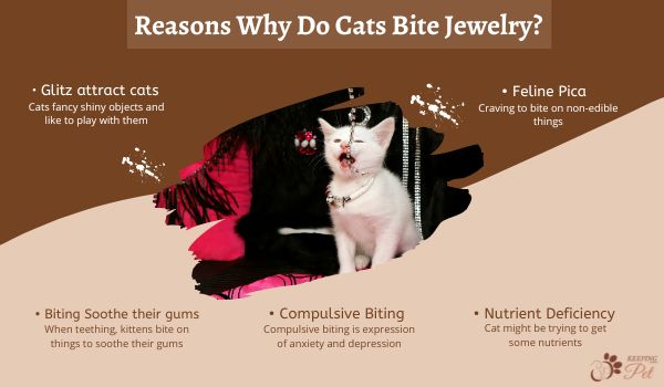  infographic list reasons whay cats bite jewelry