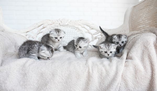 5 American shorthair kittens play on the grey couch