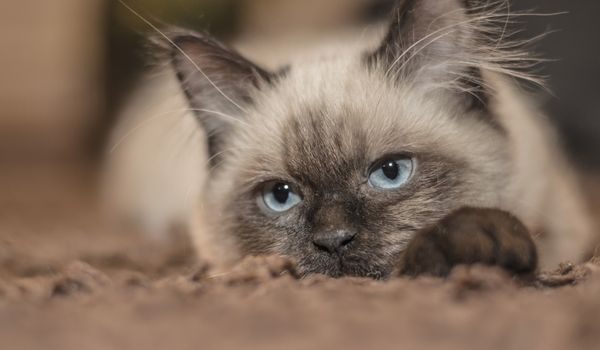 A Siamese cat is lying on carpet, looking directly at the camera