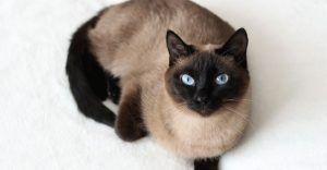 A Siamese cat lying on a couch
