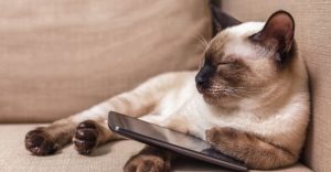 A Siamese cat lying on a sofa with a phone under her paw