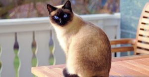 A Siamese cat sitting on a table, face turned around