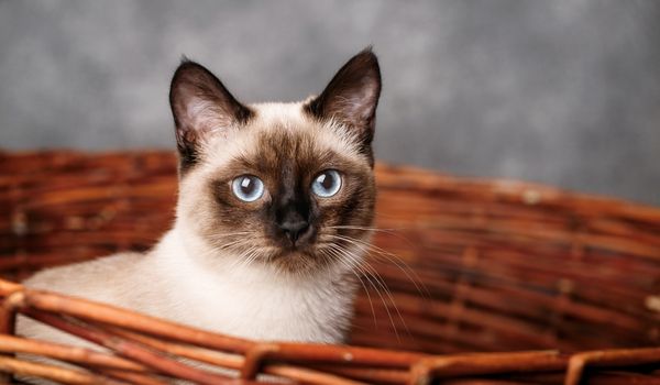 A Siamese cat with blue eyes in a basket