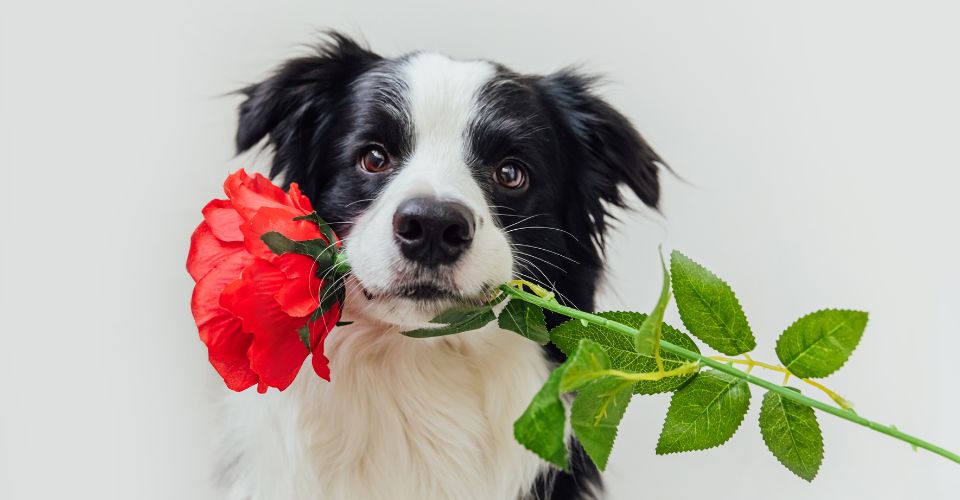 A border collie holding a red rose in his mouth