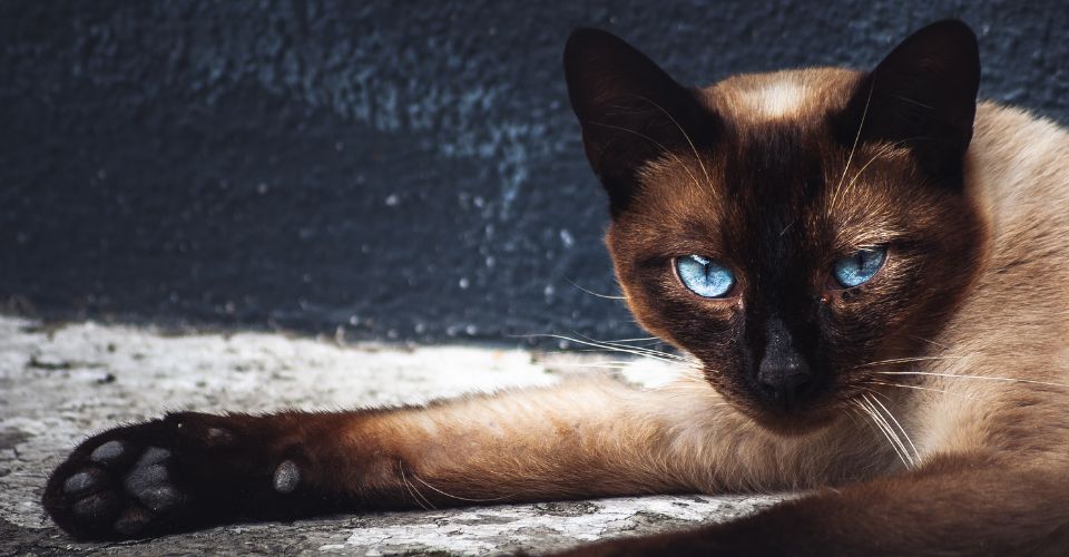 A brown Siamese cat with blue eyes lying on the ground, looking directly at the camera