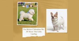 A collage of Bichon Frise and Chihuahua
